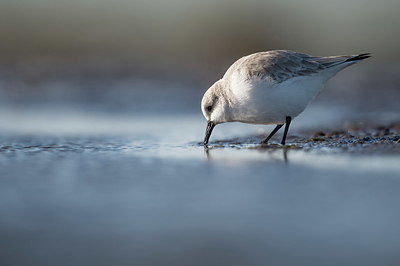BUITEN BEELD Foto: 327685