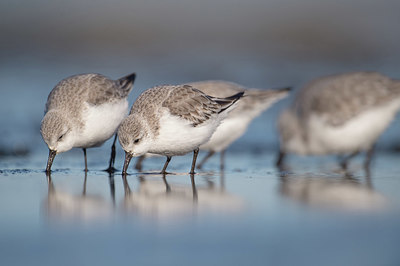 BUITEN BEELD Foto: 327686