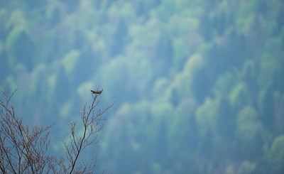 BUITEN BEELD Foto: 327691