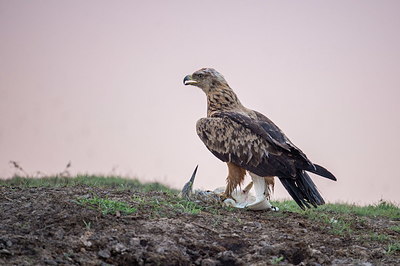 BUITEN BEELD Foto: 327694