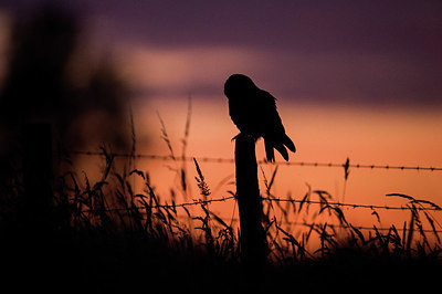BUITEN BEELD Foto: 327697