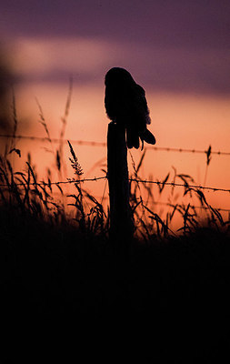 BUITEN BEELD Foto: 327698
