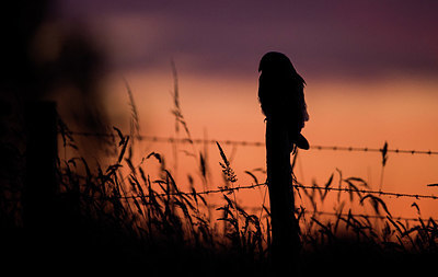 BUITEN BEELD Foto: 327699