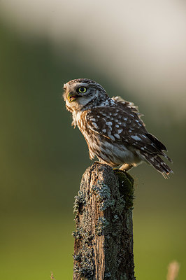 BUITEN BEELD Foto: 327700