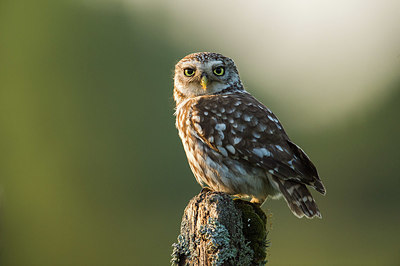 BUITEN BEELD Foto: 327704