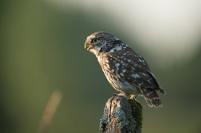BUITEN BEELD Foto: 327705