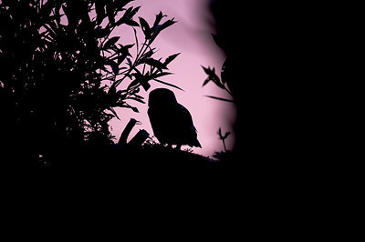 BUITEN BEELD Foto: 327707
