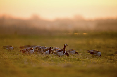 BUITEN BEELD Foto: 327723