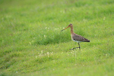 BUITEN BEELD Foto: 327737