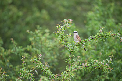 BUITEN BEELD Foto: 327742