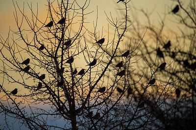 BUITEN BEELD Foto: 327766