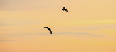 BUITEN BEELD Foto: 327767
