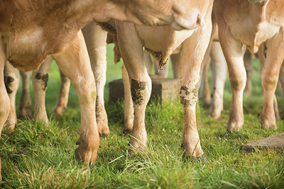 BUITEN BEELD Foto: 327774