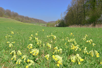 BUITEN BEELD Foto: 327787