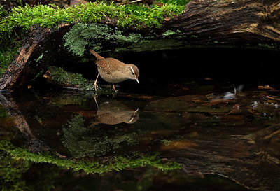 BUITEN BEELD Foto: 327840