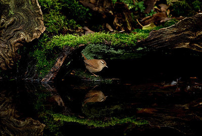 BUITEN BEELD Foto: 327841
