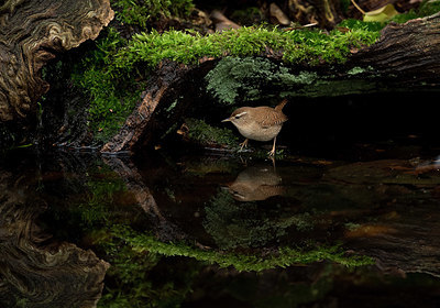 BUITEN BEELD Foto: 327842