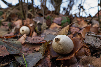 BUITEN BEELD Foto: 327863