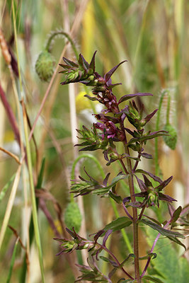 BUITEN BEELD Foto: 327871