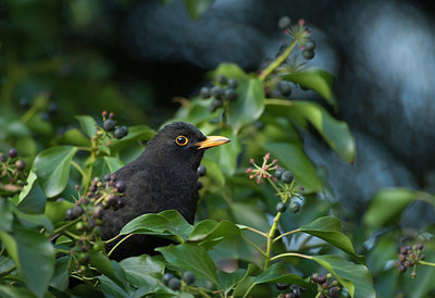 BUITEN BEELD Foto: 327887