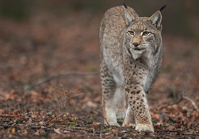 BUITEN BEELD Foto: 327921