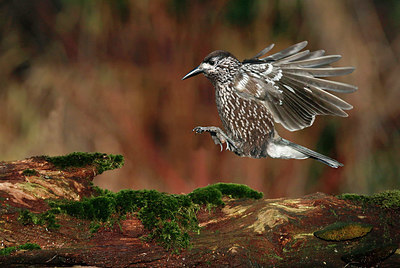 BUITEN BEELD Foto: 327941