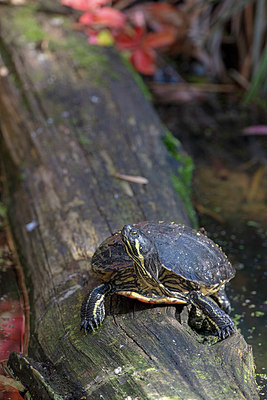 BUITEN BEELD Foto: 328007