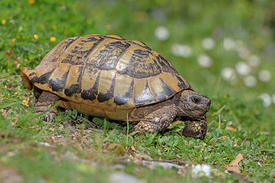 BUITEN BEELD Foto: 328022