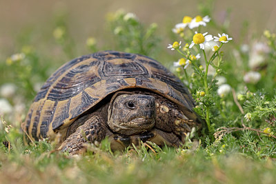 BUITEN BEELD Foto: 328072