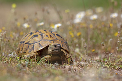BUITEN BEELD Foto: 328091