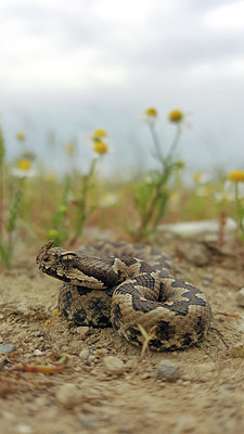 BUITEN BEELD Foto: 328093