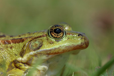 BUITEN BEELD Foto: 328118