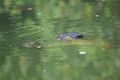 BUITEN BEELD Foto: 328180
