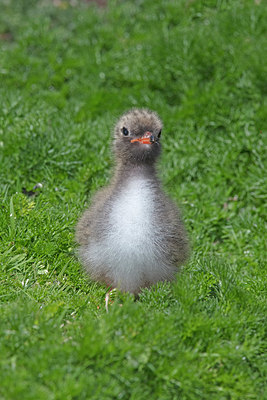BUITEN BEELD Foto: 328212