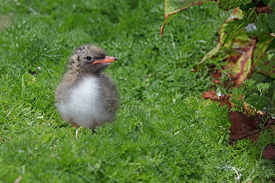 BUITEN BEELD Foto: 328224