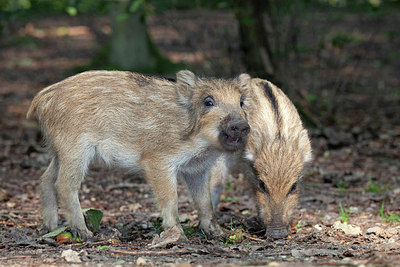 BUITEN BEELD Foto: 328245