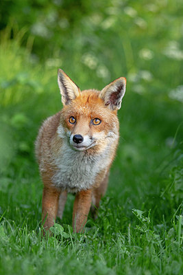 BUITEN BEELD Foto: 328289