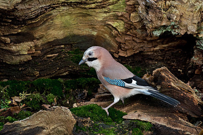 BUITEN BEELD Foto: 328345