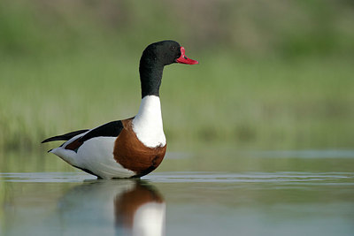 BUITEN BEELD Foto: 328352