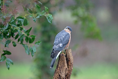 BUITEN BEELD Foto: 328374
