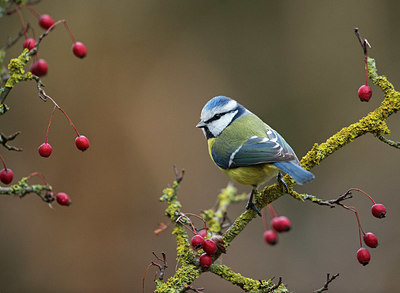 BUITEN BEELD Foto: 328377