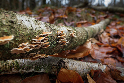BUITEN BEELD Foto: 328383