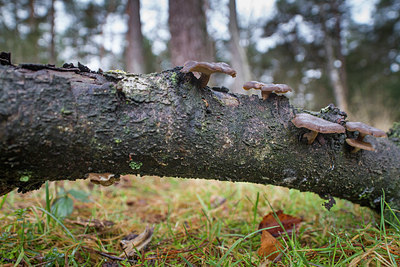 BUITEN BEELD Foto: 328386