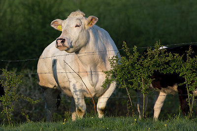 BUITEN BEELD Foto: 328397