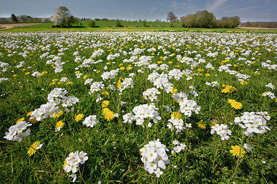 BUITEN BEELD Foto: 328424