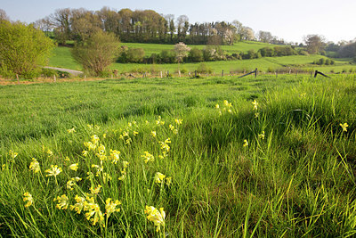 BUITEN BEELD Foto: 328428