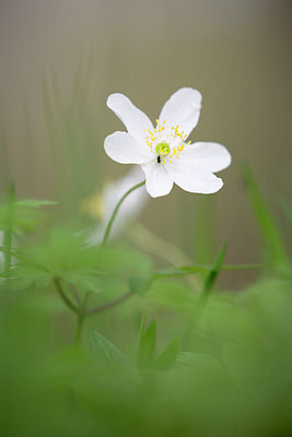 BUITEN BEELD Foto: 328435