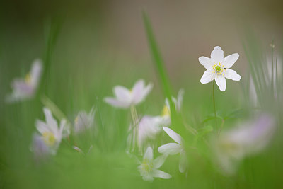 BUITEN BEELD Foto: 328437