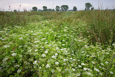 BUITEN BEELD Foto: 328548