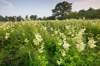 BUITEN BEELD Foto: 328552